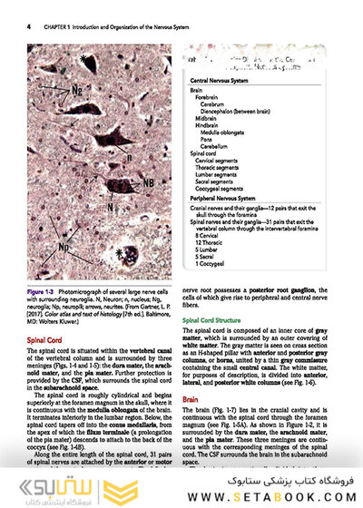 Snell's Clinical Neuroanatomy 8th Edicion