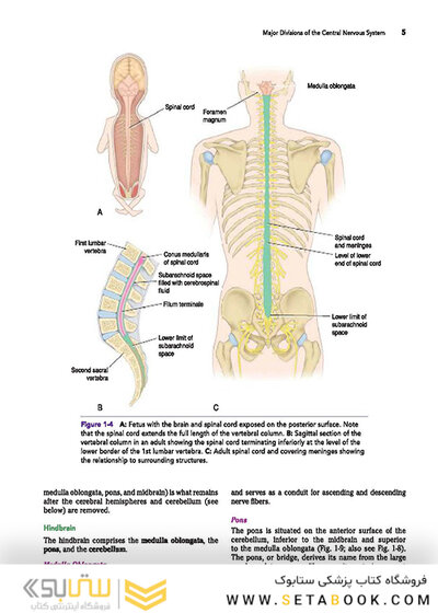 Snell's Clinical Neuroanatomy 8th Edicion