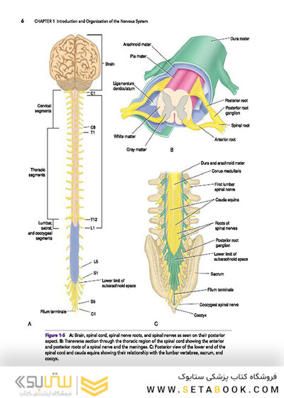 Snell's Clinical Neuroanatomy 8th Edicion