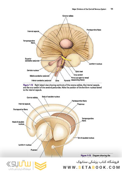 Snell's Clinical Neuroanatomy 8th Edicion