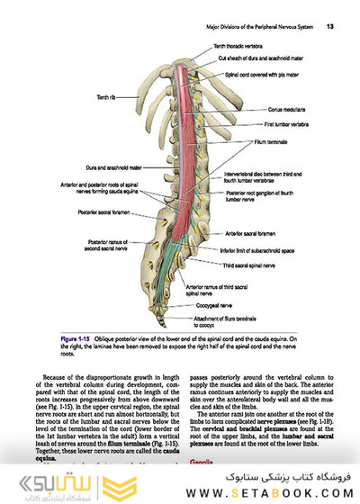 Snell's Clinical Neuroanatomy 8th Edicion