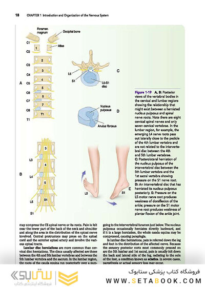 Snell's Clinical Neuroanatomy 8th Edicion