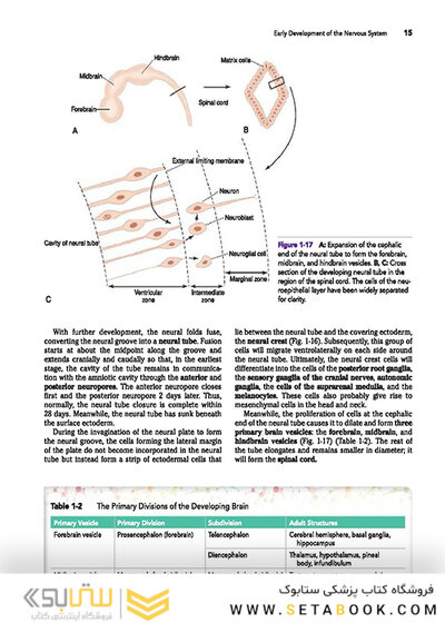 Snell's Clinical Neuroanatomy 8th Edicion
