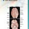 Snell's Clinical Neuroanatomy 8th Edicion