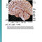 Snell's Clinical Neuroanatomy 8th Edicion