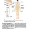 Snell's Clinical Neuroanatomy 8th Edicion