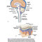 Snell's Clinical Neuroanatomy 8th Edicion