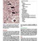 Snell's Clinical Neuroanatomy 8th Edicion