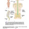 Snell's Clinical Neuroanatomy 8th Edicion