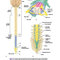 Snell's Clinical Neuroanatomy 8th Edicion
