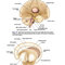 Snell's Clinical Neuroanatomy 8th Edicion