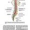 Snell's Clinical Neuroanatomy 8th Edicion