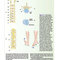 Snell's Clinical Neuroanatomy 8th Edicion