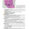 BRS Pathology 6th Edicion 2021