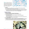 BRS Pathology 6th Edicion 2021