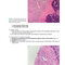 BRS Pathology 6th Edicion 2021