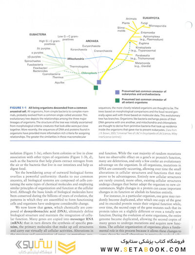 Molecular Cell Biology Ninth Edition 2021