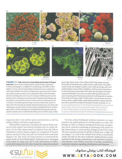 Molecular Cell Biology Ninth Edition 2021