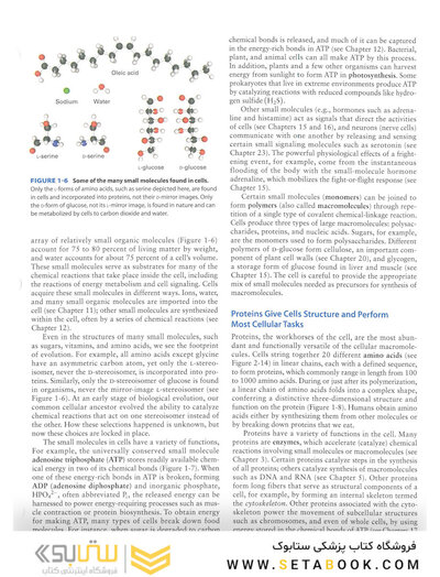 Molecular Cell Biology Ninth Edition 2021