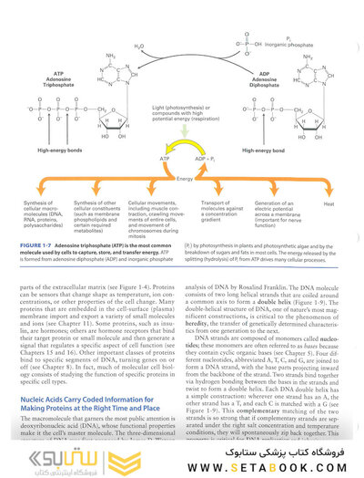 Molecular Cell Biology Ninth Edition 2021