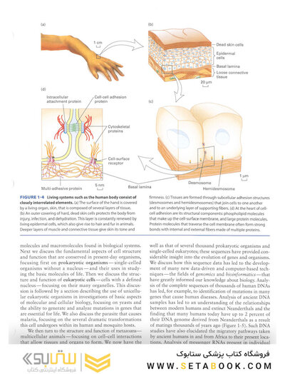 Molecular Cell Biology Ninth Edition 2021