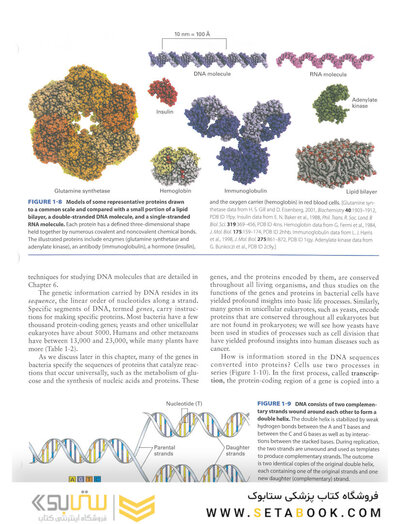 Molecular Cell Biology Ninth Edition 2021