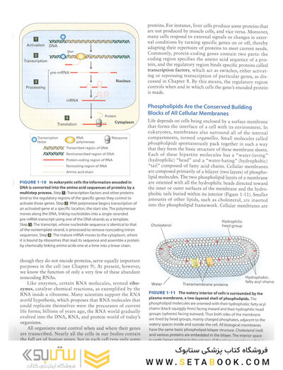 Molecular Cell Biology Ninth Edition 2021