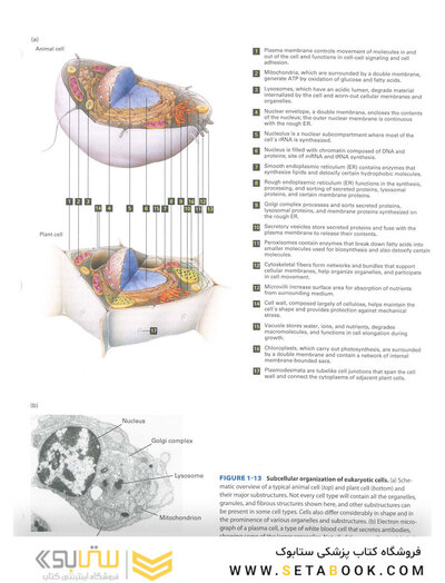 Molecular Cell Biology Ninth Edition 2021
