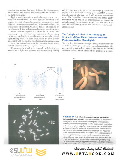 Molecular Cell Biology Ninth Edition 2021