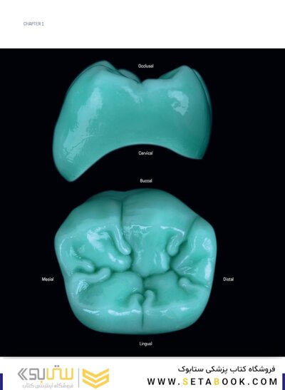 Dental Anatomy and Morphology