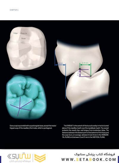 Dental Anatomy and Morphology