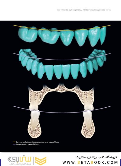 Dental Anatomy and Morphology