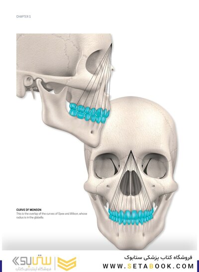 Dental Anatomy and Morphology
