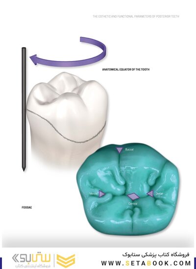 Dental Anatomy and Morphology