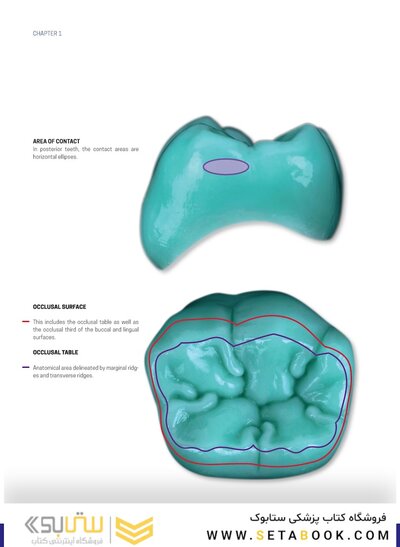 Dental Anatomy and Morphology