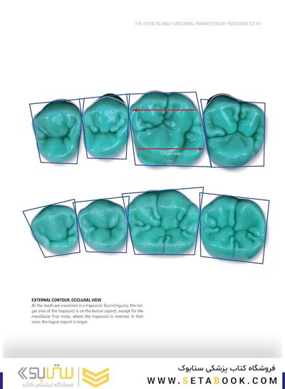 Dental Anatomy and Morphology