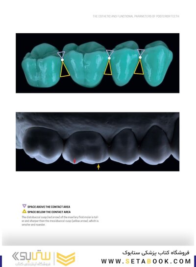 Dental Anatomy and Morphology