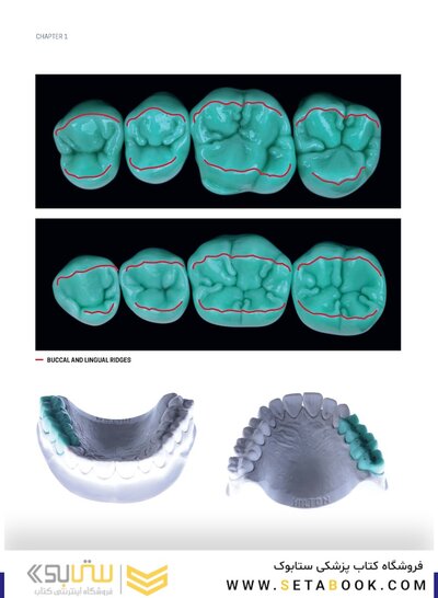 Dental Anatomy and Morphology
