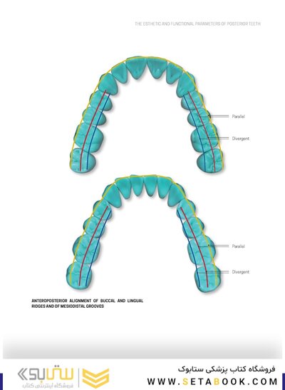 Dental Anatomy and Morphology