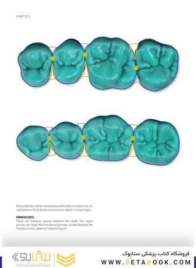 Dental Anatomy and Morphology