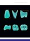 Dental Anatomy and Morphology