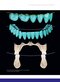 Dental Anatomy and Morphology