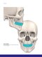 Dental Anatomy and Morphology