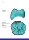 Dental Anatomy and Morphology