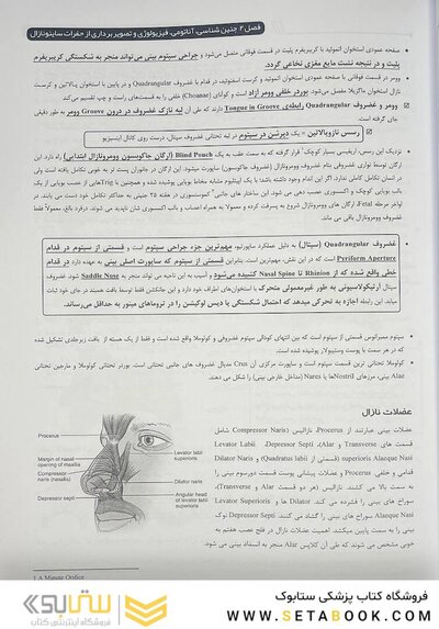 از نگاهی دیگر تصویر برداری سر و گردن som