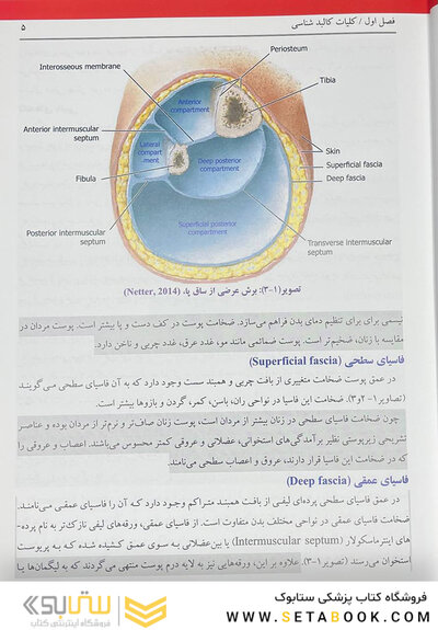 کالبدشناسی انسانی بالینی