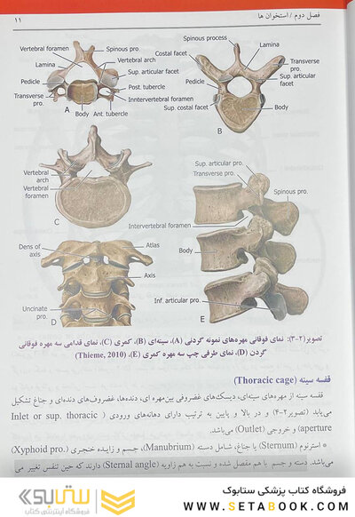کالبدشناسی انسانی بالینی