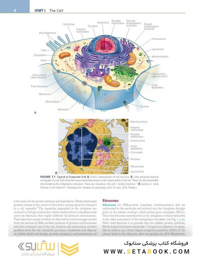 Pathophysiology: The Biologic Basis for Disease in Adults and Children 8th Edition
