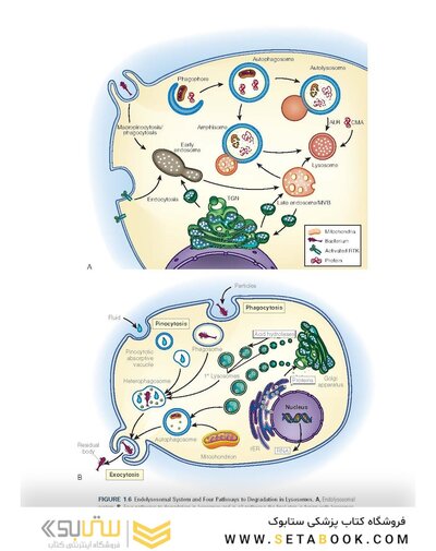 Pathophysiology: The Biologic Basis for Disease in Adults and Children 8th Edition