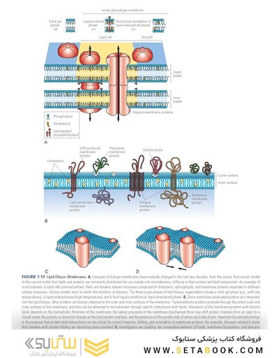 Pathophysiology: The Biologic Basis for Disease in Adults and Children 8th Edition